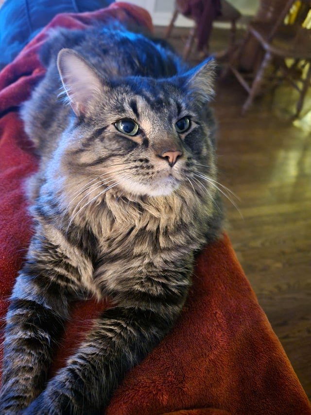 Lost Cat in Swansea, Wales — listing photo