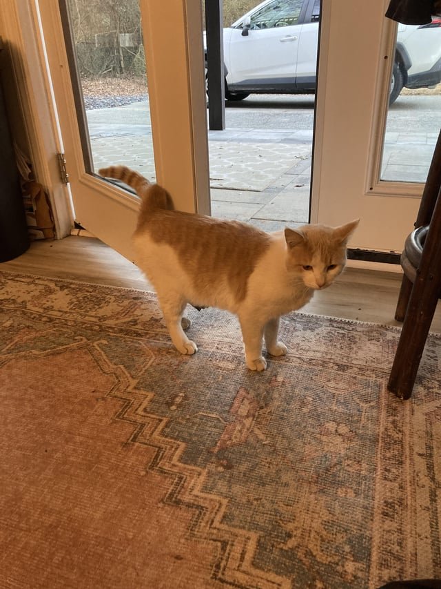 Found Cat in Wolverhampton, England — listing photo