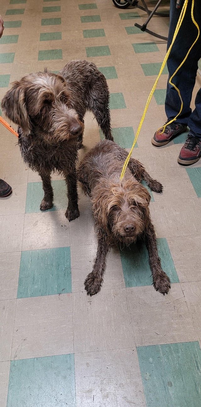 Lost Dog in Stockport, England Lost Dog in Stockport, England — listing photo