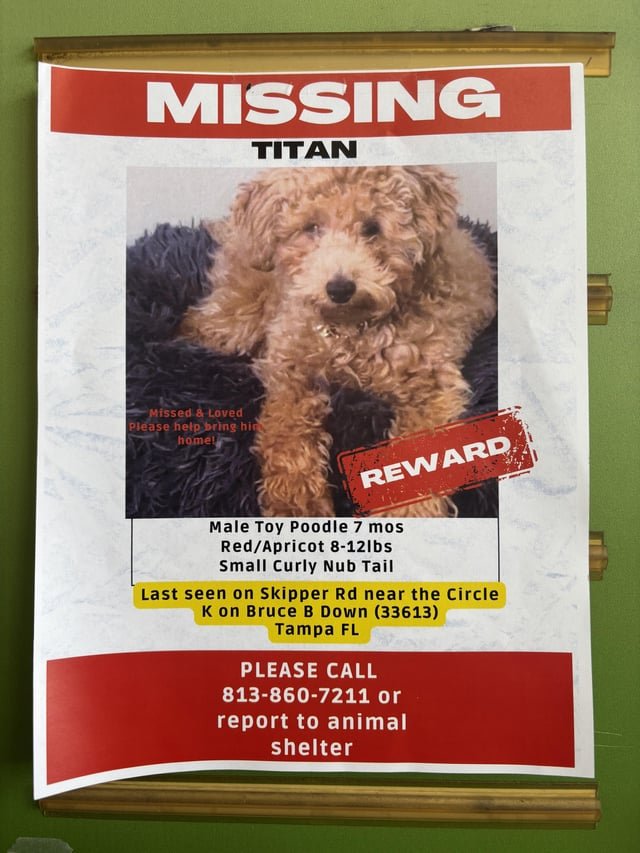 Lost Dog in Sheffield, England — listing photo