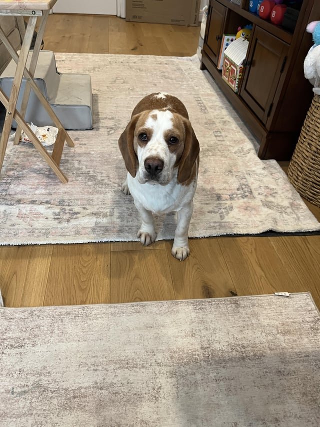 Lost Dog in Northampton, England Lost Dog in Northampton, England — listing photo