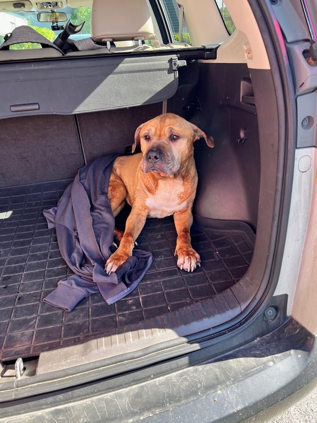 Lost Dog in Preston, England — Have you seen this dog in Preston?