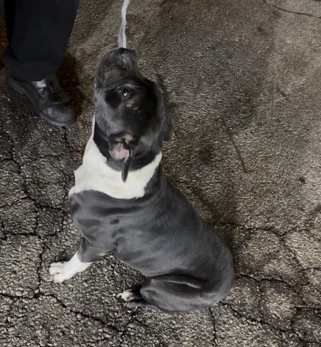 Found Dog in Middlesbrough, England — listing photo