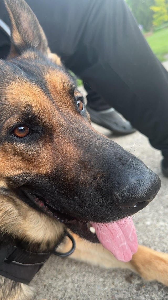 Lost Dog in Glasgow, Scotland — listing photo