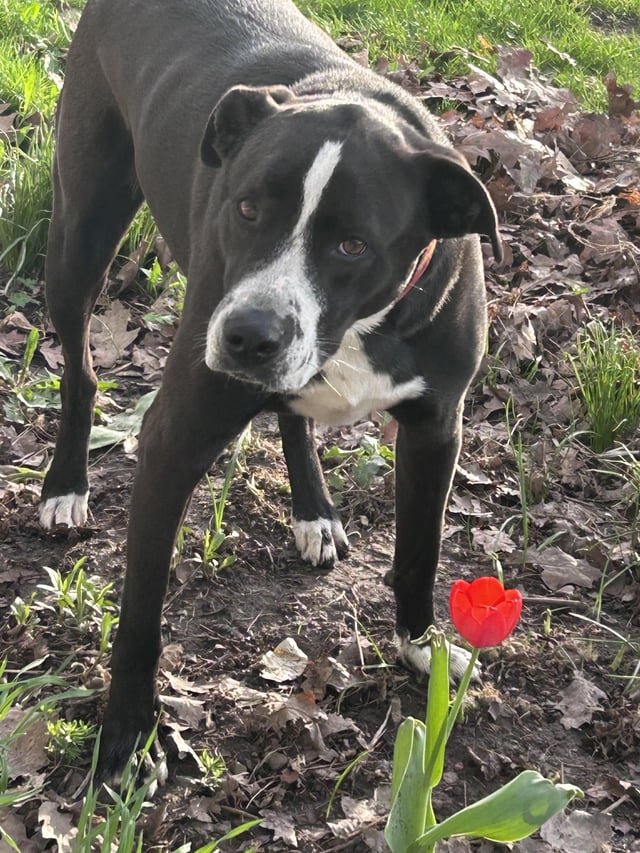 Lost Dog in Peterborough, England: Have you seen this dog in Peterborough? Lost Dog in Peterborough, England — Have you seen this dog in Peterborough?