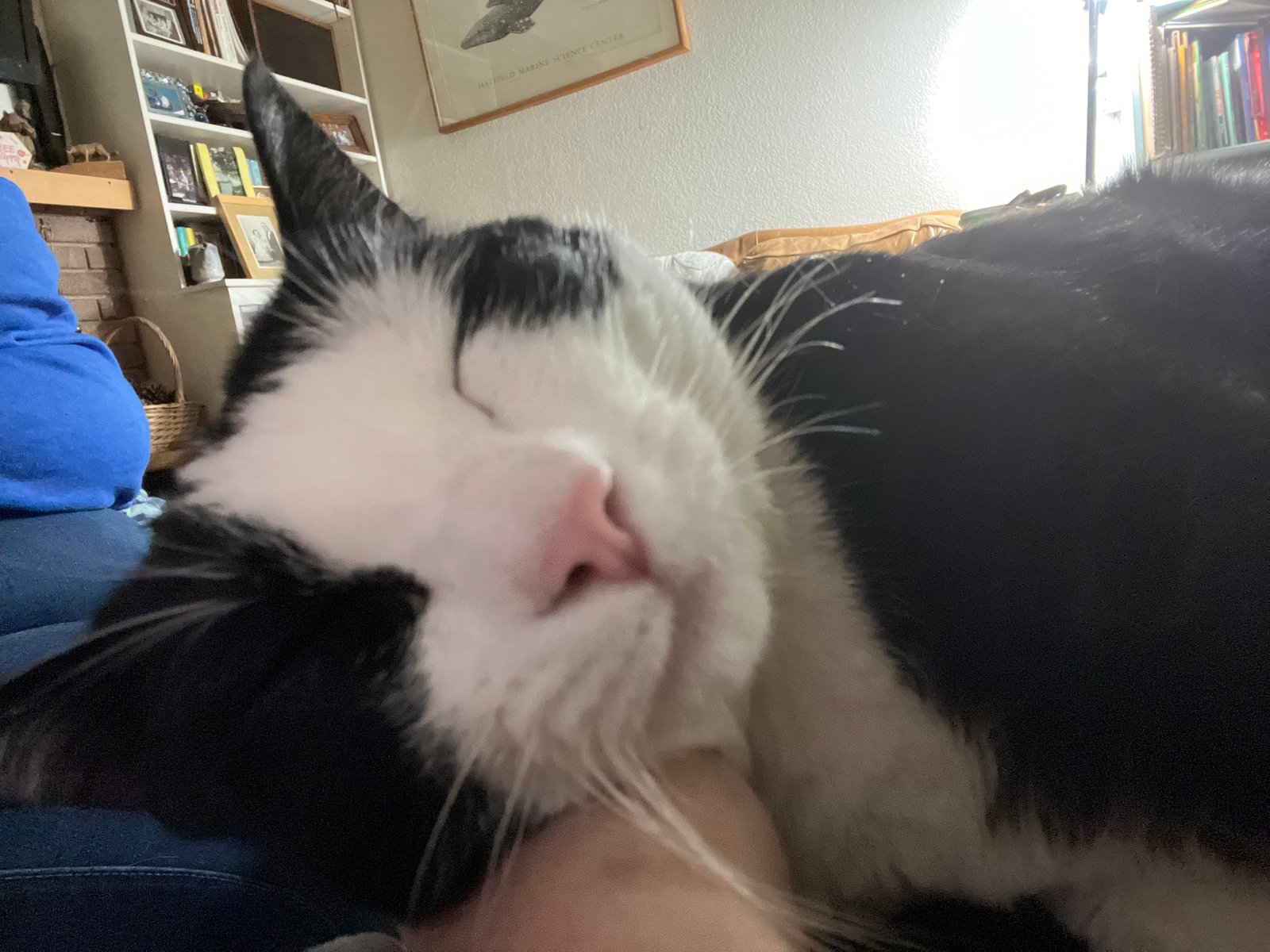 Lost Cat in Luton, England Lost Cat in Luton, England — listing photo