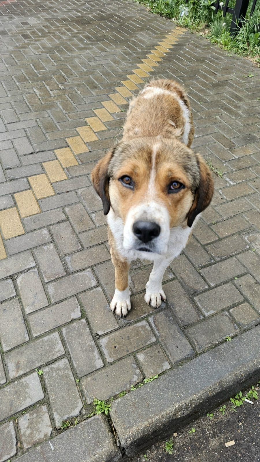 Found Dog in Edinburgh, Scotland — listing photo