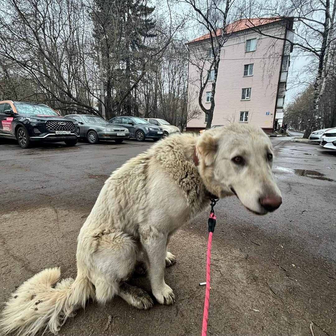 Found Dog in Belfast, Northern Ireland — Dog found nearby
