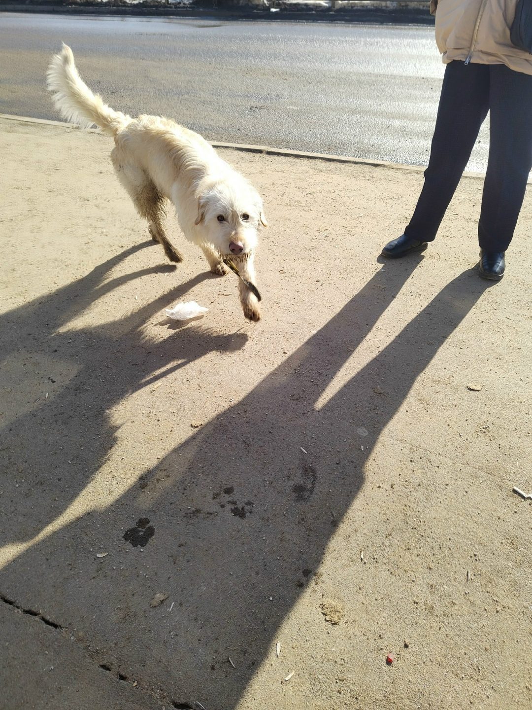 Found Dog in Leicester, England — Stray dog found safe