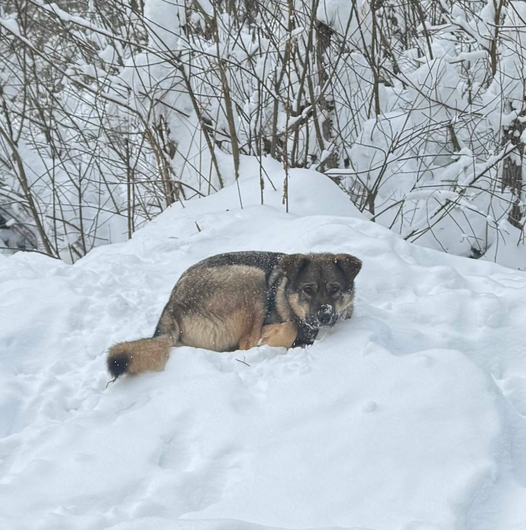 Found Dog in Glasgow, Scotland — Stray dog found safe