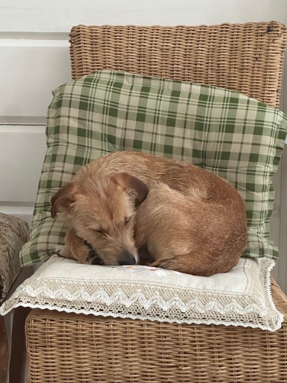 Found Dog in Portsmouth, England — Dog found nearby