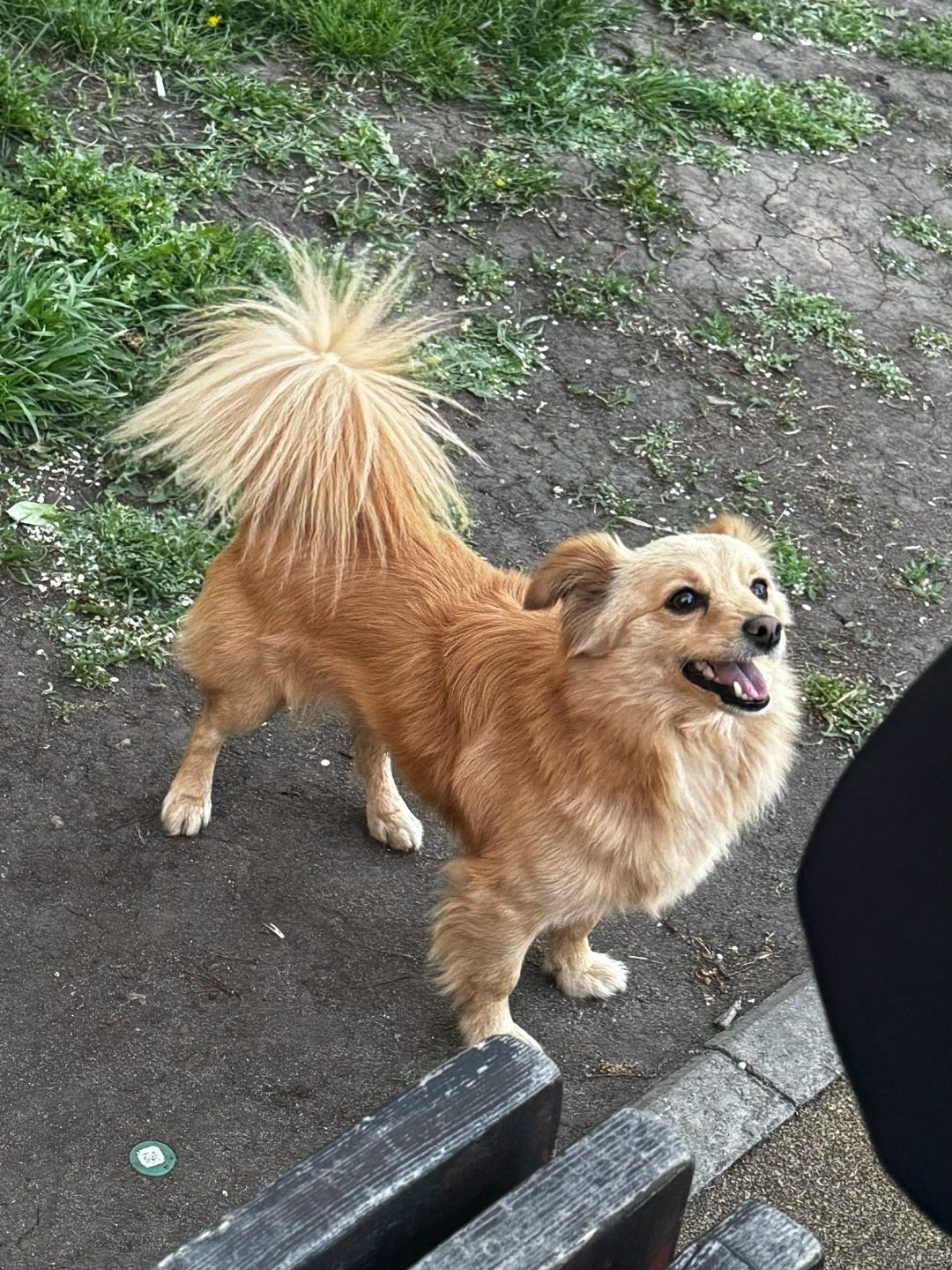 Found Dog in Edinburgh, Scotland — listing photo