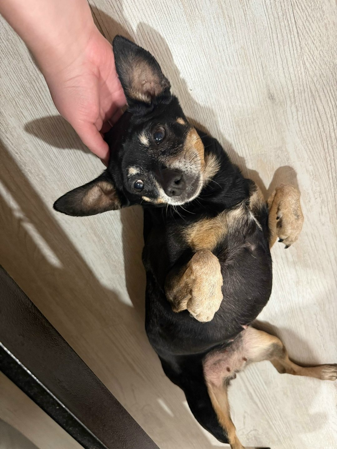 Found Dog in Reading, England — Dog found nearby