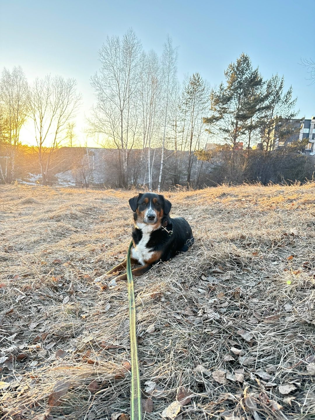 Found Dog in Manchester, England — listing photo