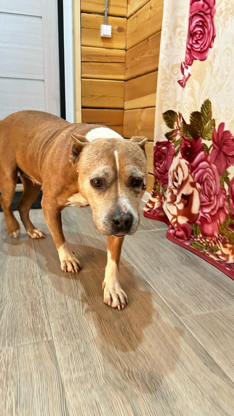 Found Dog in Leicester, England — Stray dog found safe