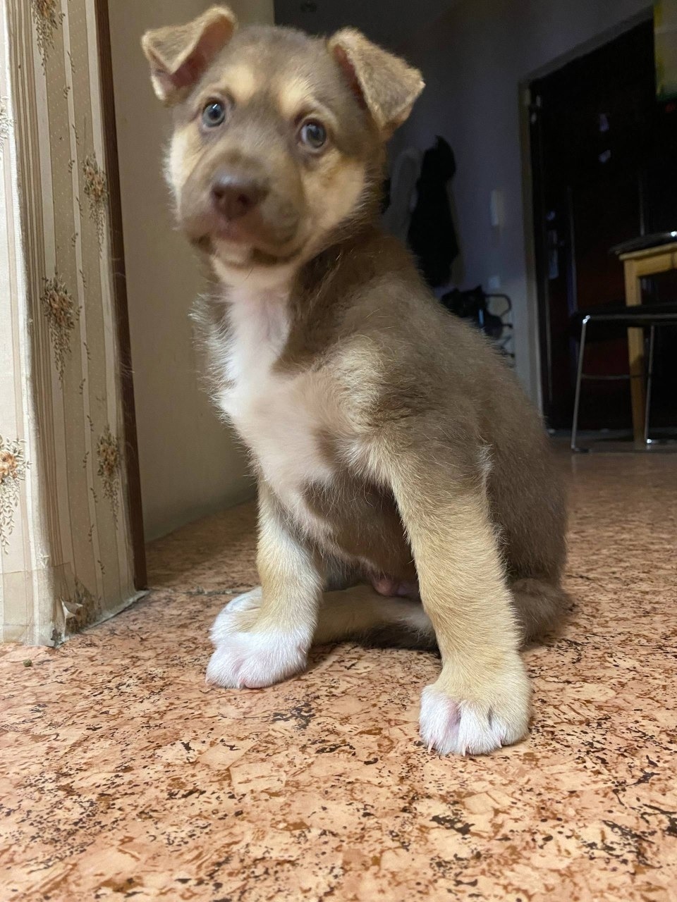 Found Dog in Derby, England — listing photo