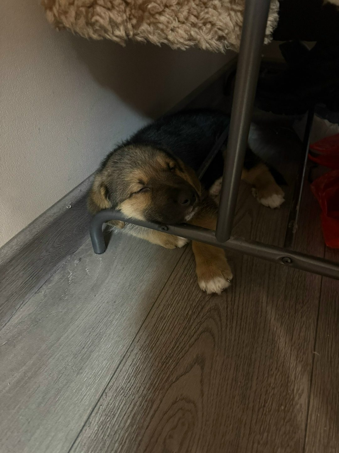 Found Dog in Nottingham, England — Dog found nearby