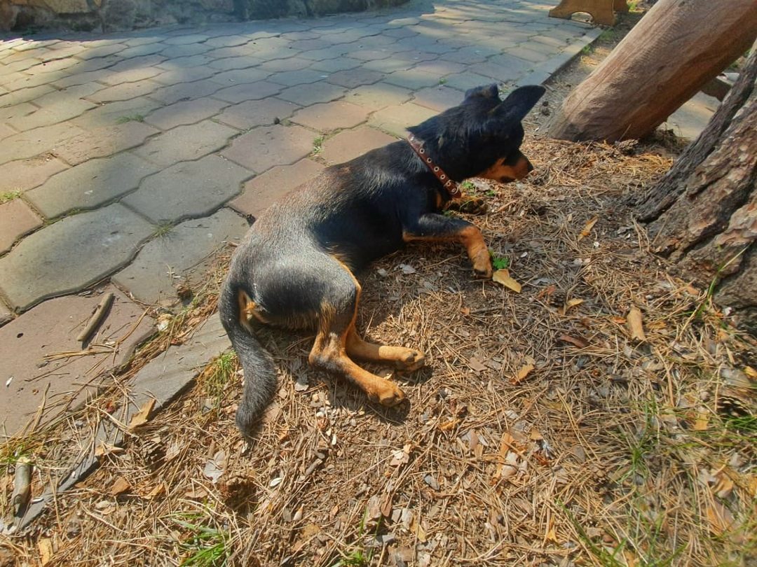 Found Dog in Edinburgh, Scotland — listing photo