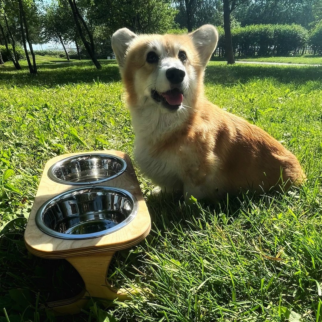Found Dog in Liverpool, England — listing photo