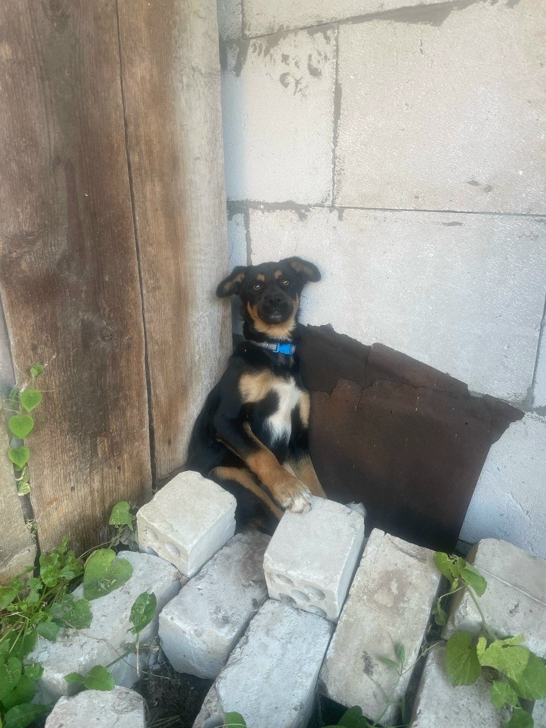 Found Dog in Reading, England — Stray dog found safe