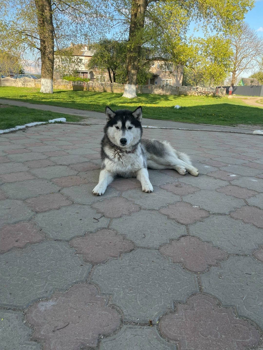 Found Dog in York, England — listing photo