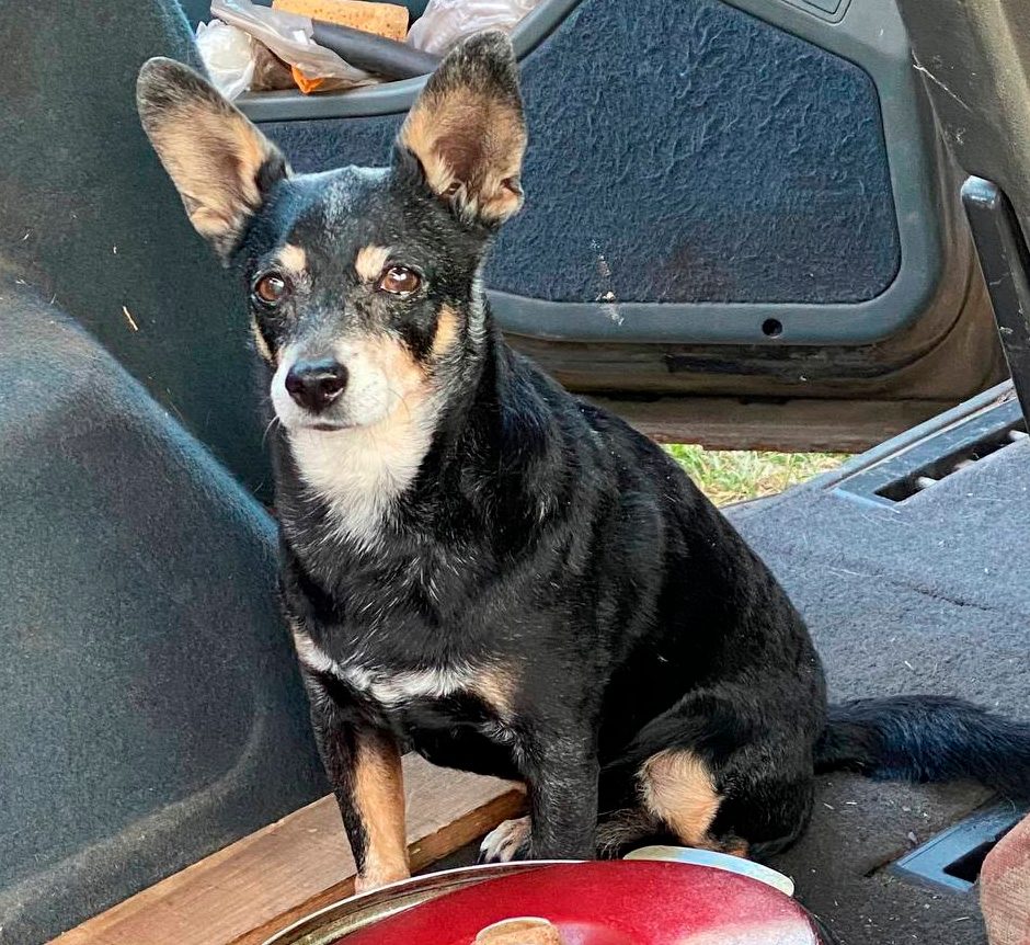 Found Dog in Belfast, Northern Ireland — Dog found nearby