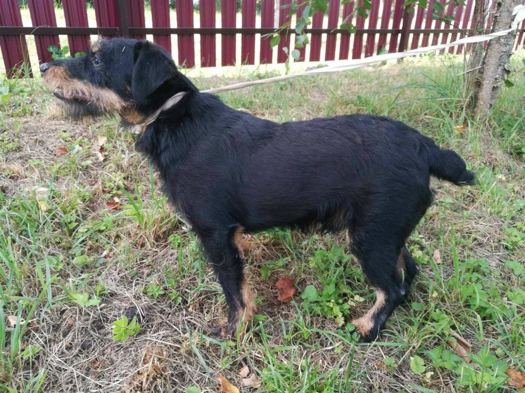 Found Dog in Leicester, England — Stray dog found safe