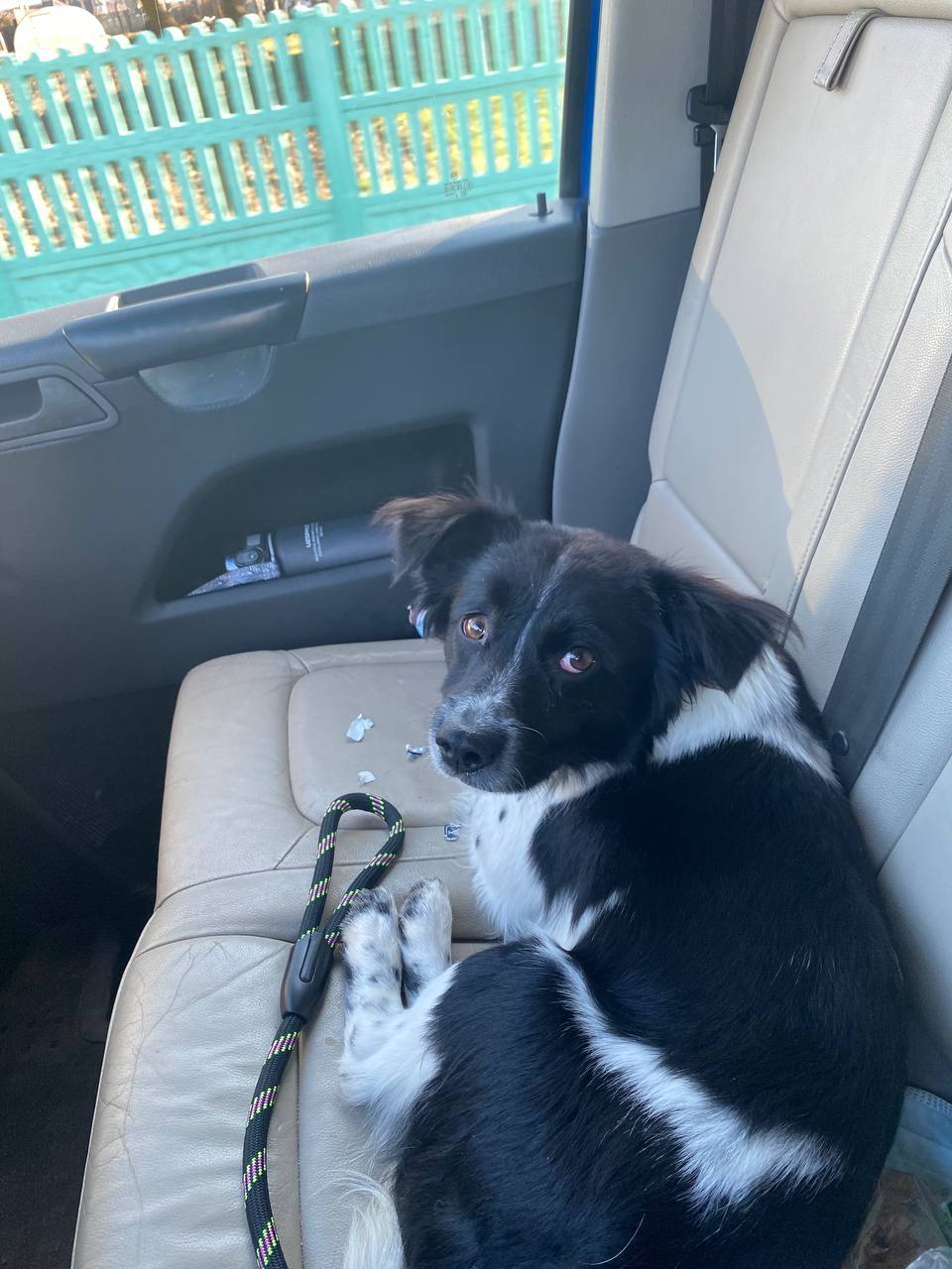Lost Dog in Coventry, England — listing photo