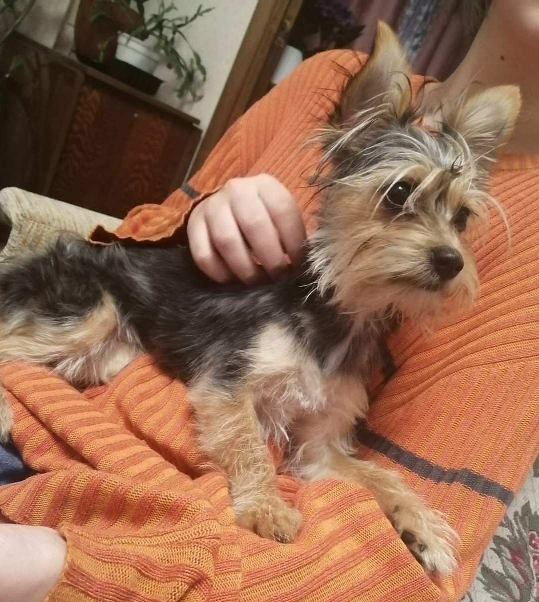Found Dog in Leeds, England — Stray dog found safe