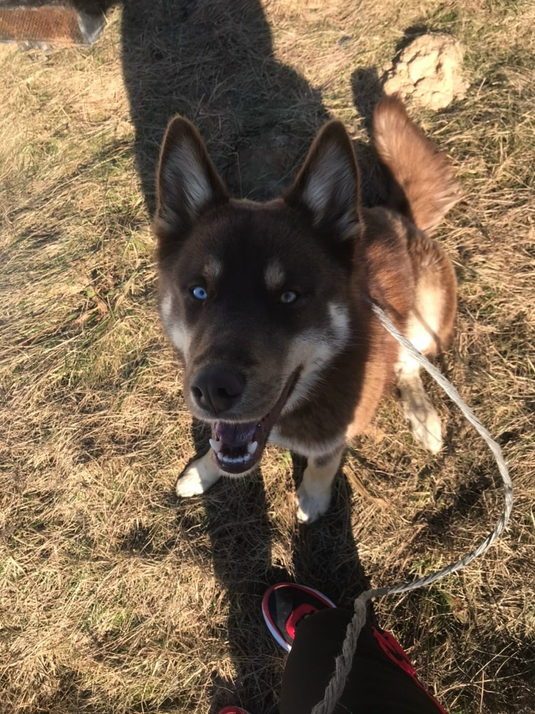 Found Dog in Wolverhampton, England — listing photo