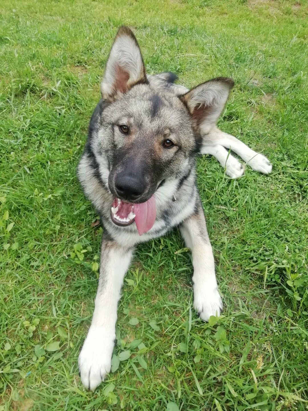 Found Dog in Leicester, England — Stray dog found safe