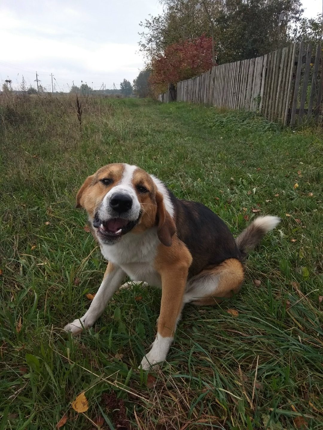 Lost Dog in London, England — listing photo