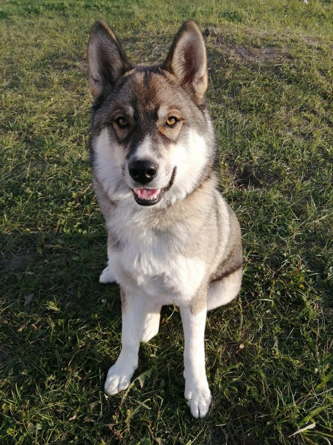 Lost Dog in London, England — listing photo
