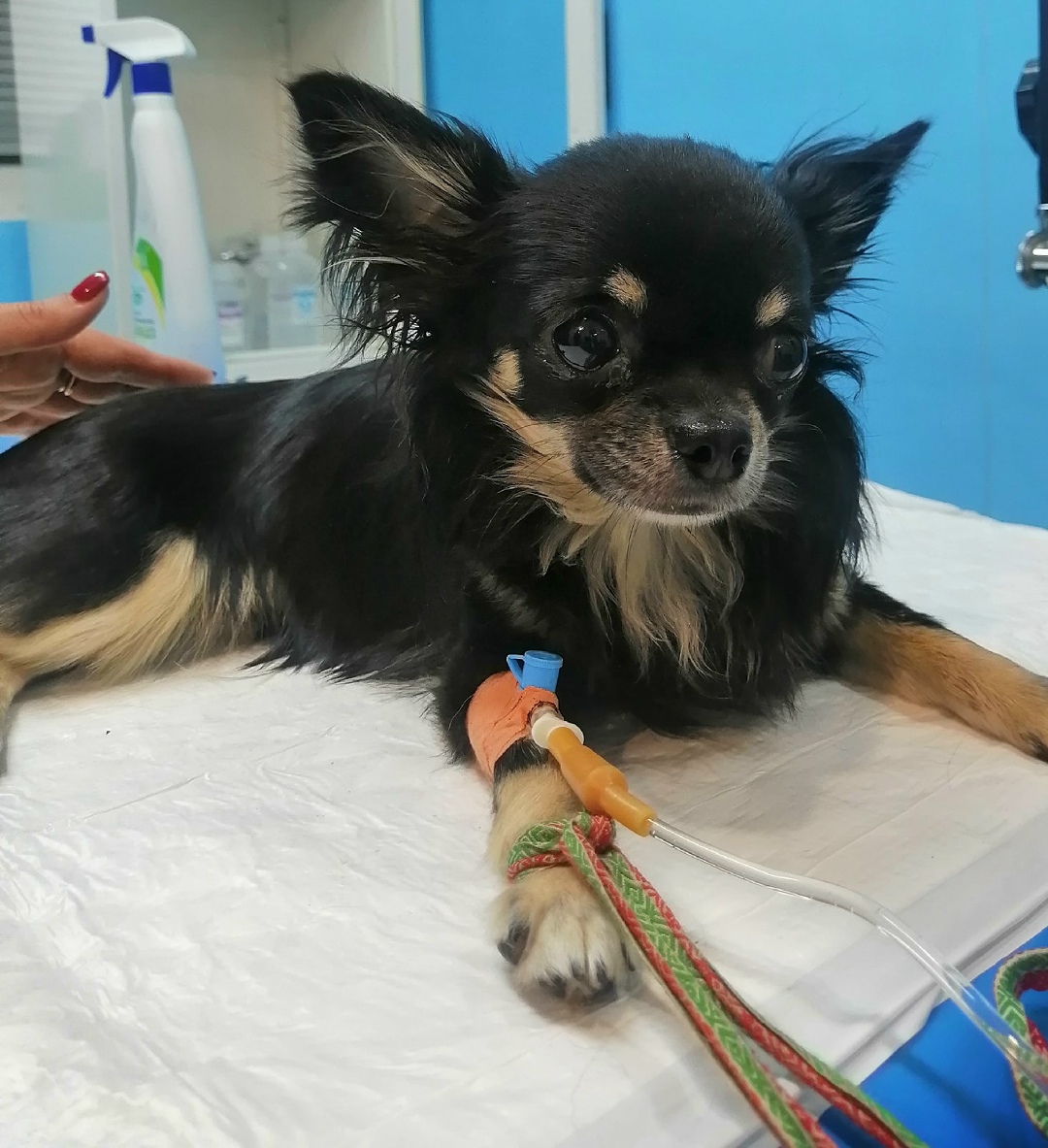 Found Dog in Stoke-on-Trent, England — Stray dog found safe