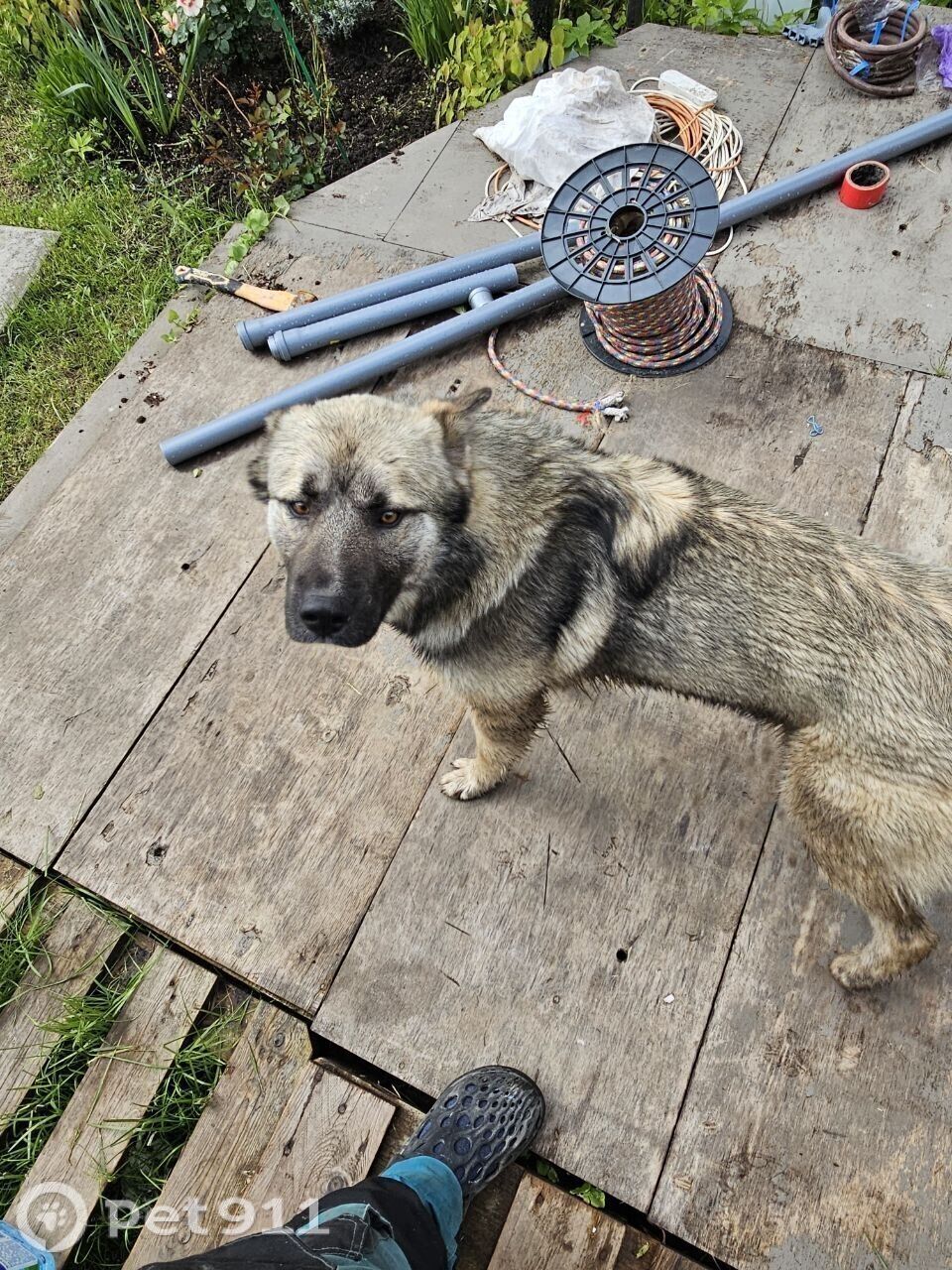 Found Dog in Manchester, England — listing photo