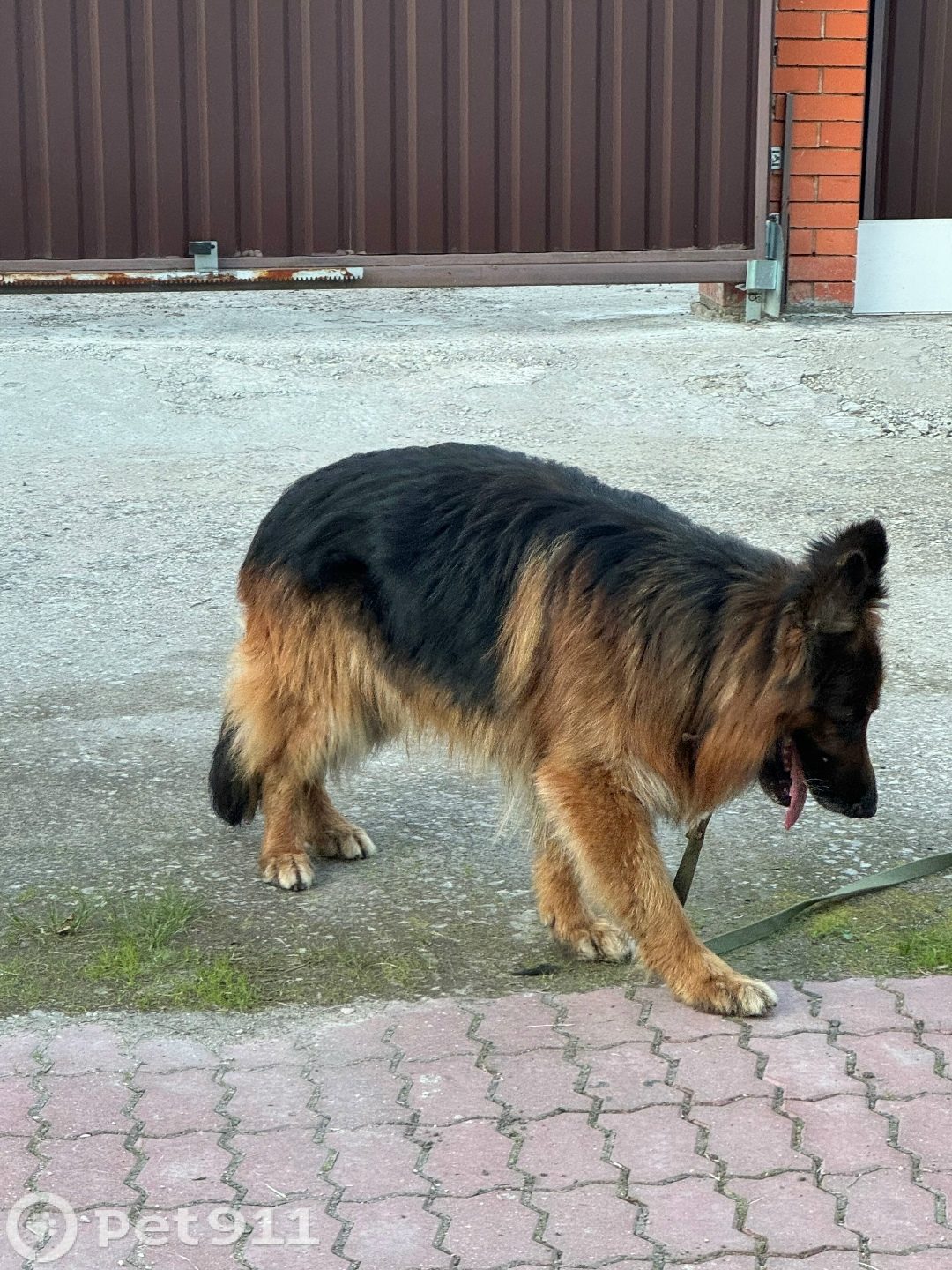 Found Dog in Cambridge, England — Dog found nearby