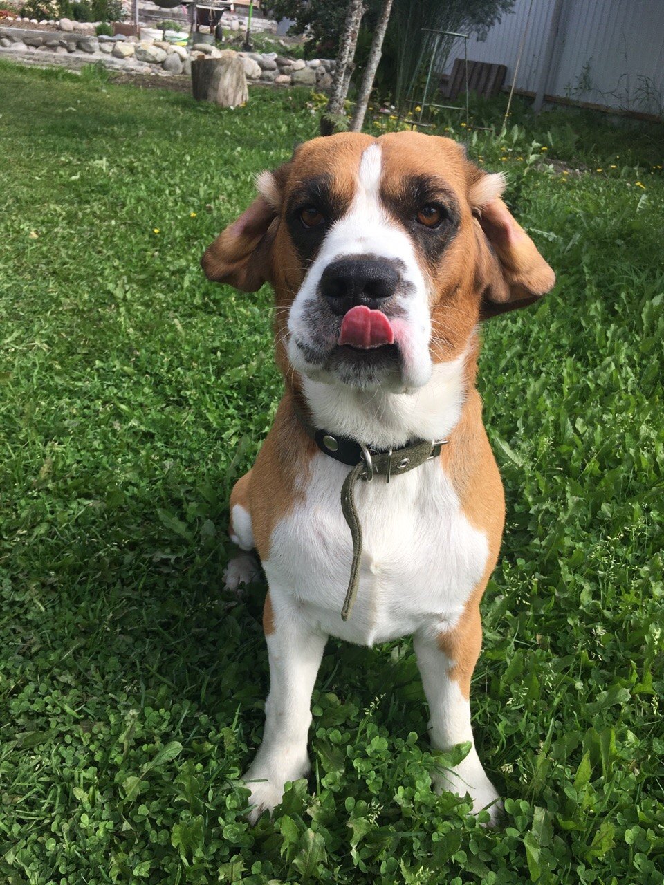 Lost Dog in Portsmouth, England — Have you seen this dog?