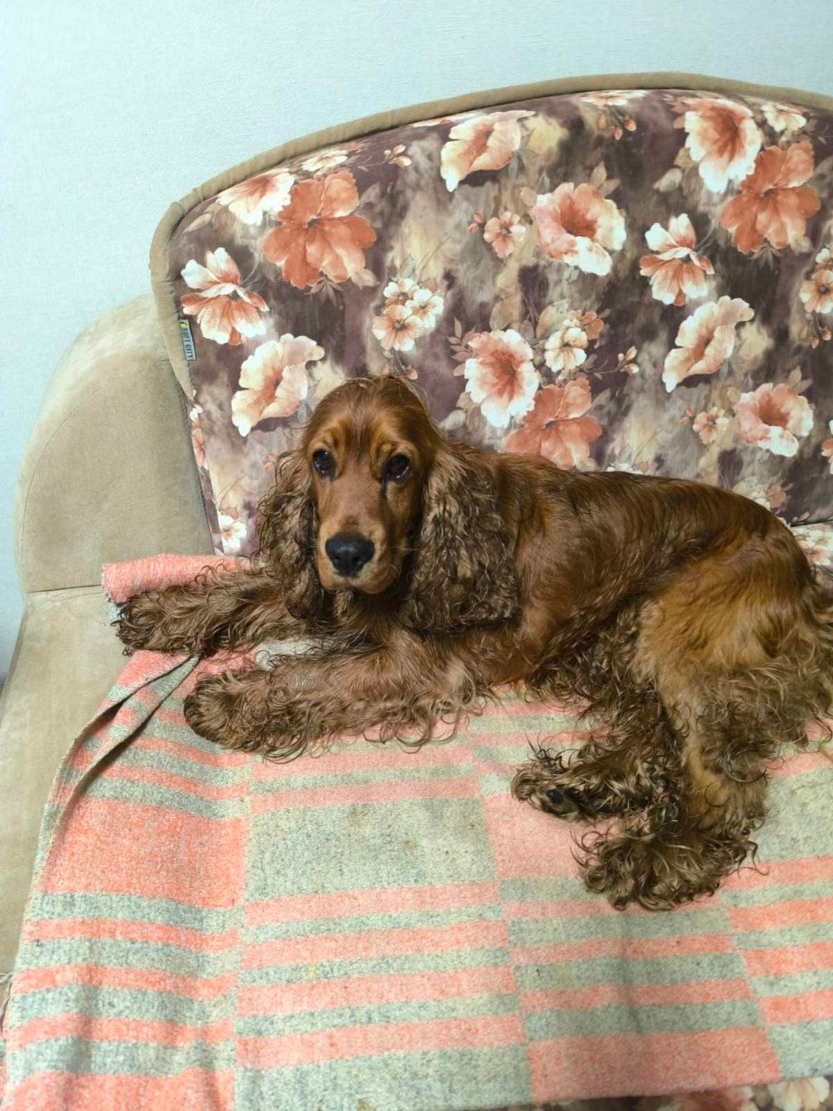 Found Dog in Bradford, England — listing photo