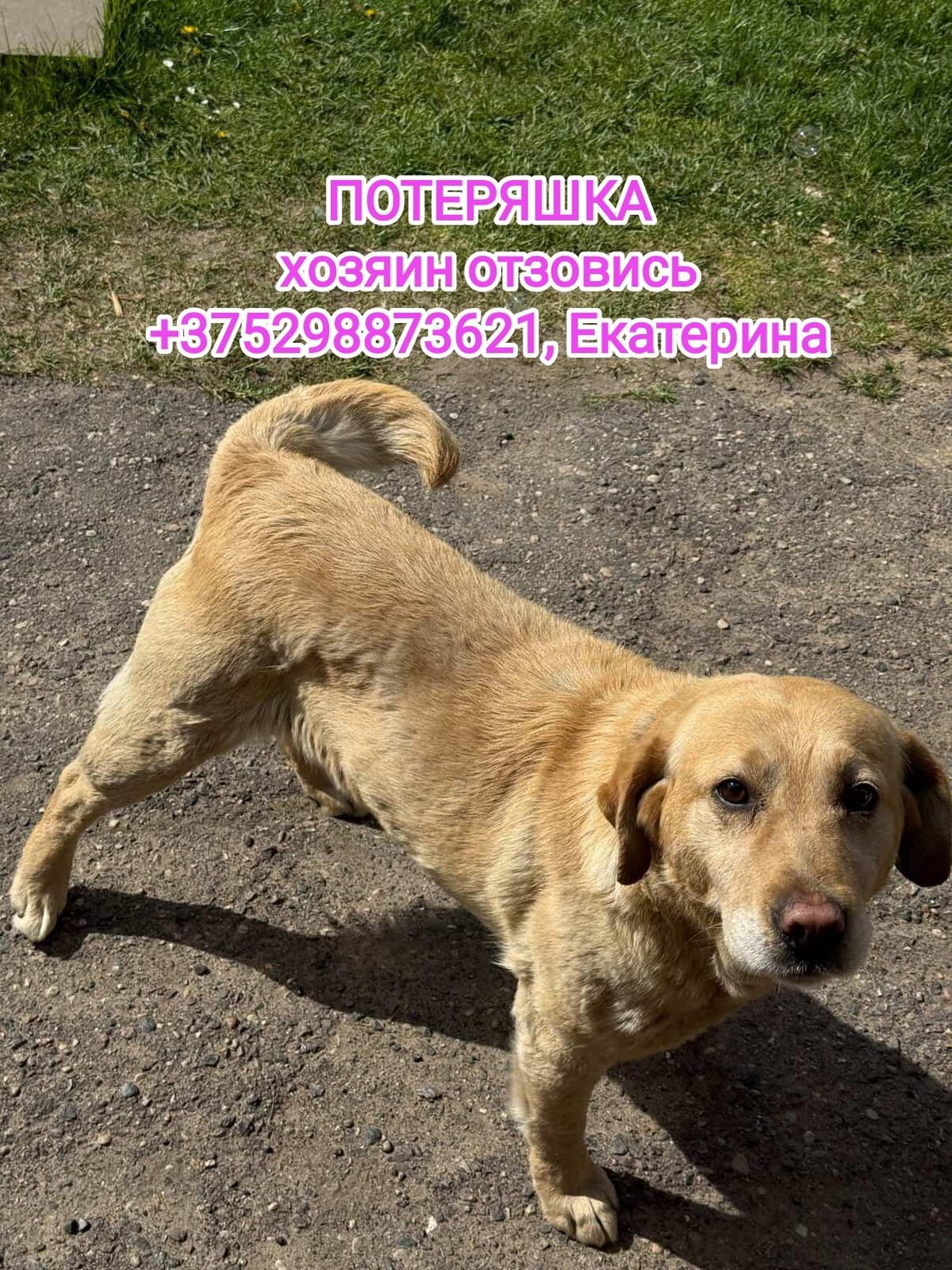 Found Dog in Norwich, England — Stray dog found safe