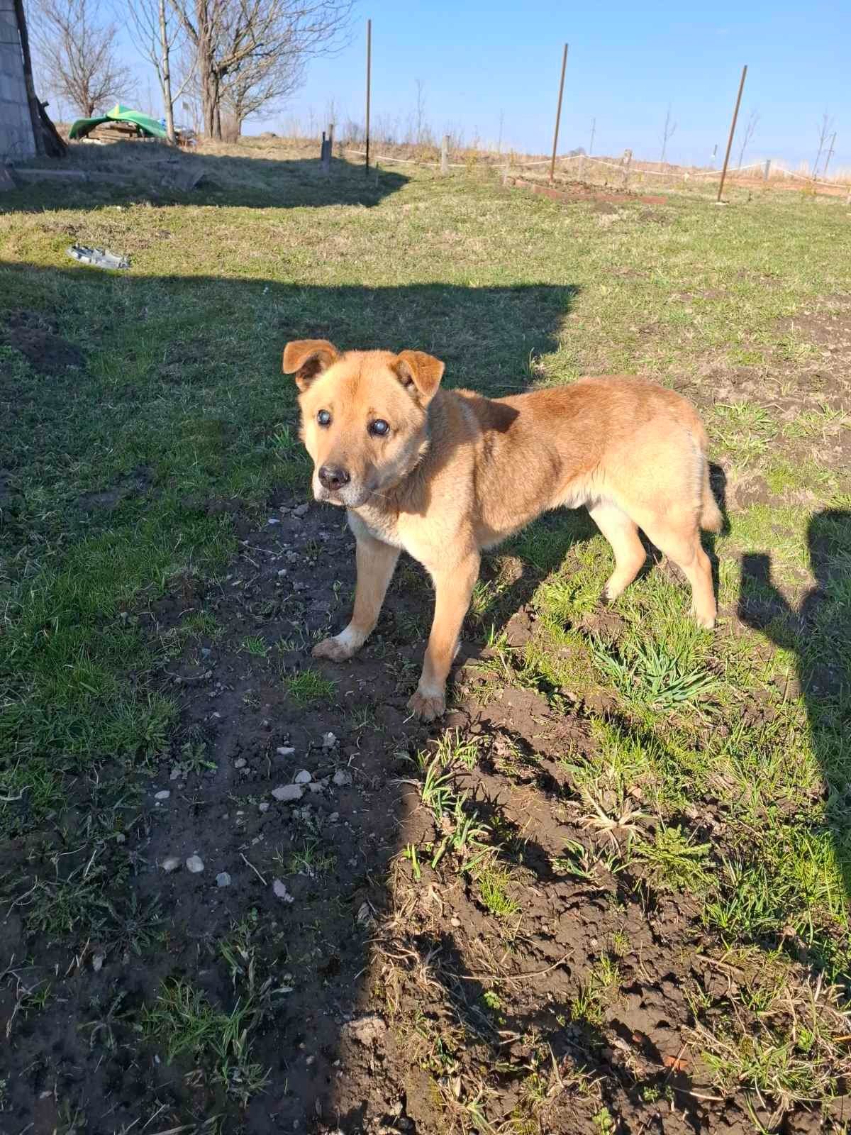 Lost Dog in Belfast, Northern Ireland — listing photo