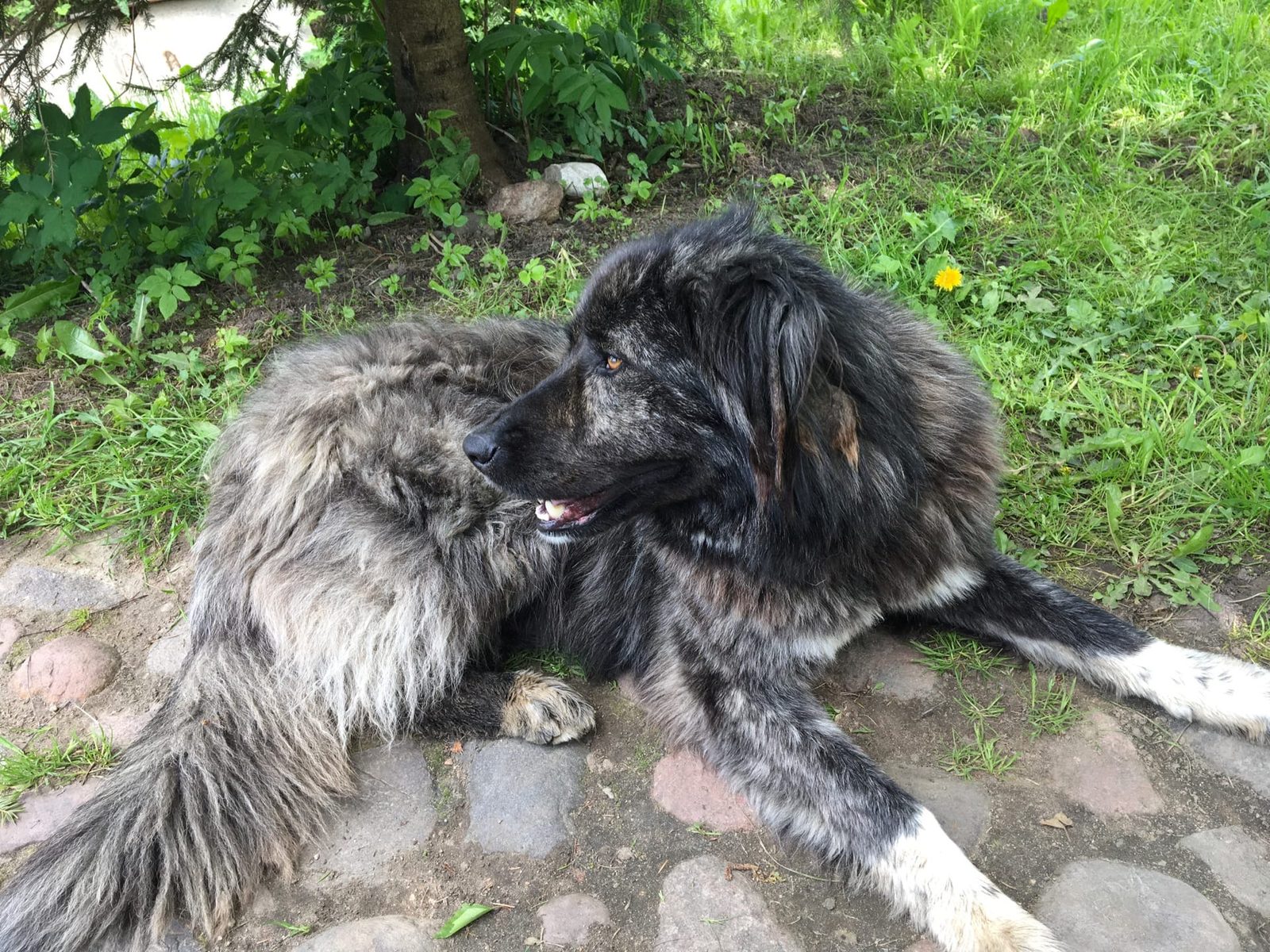 Found Dog in Oxford, England — listing photo