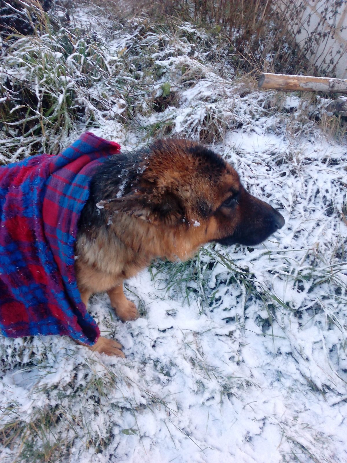 Found Dog in London, England — listing photo