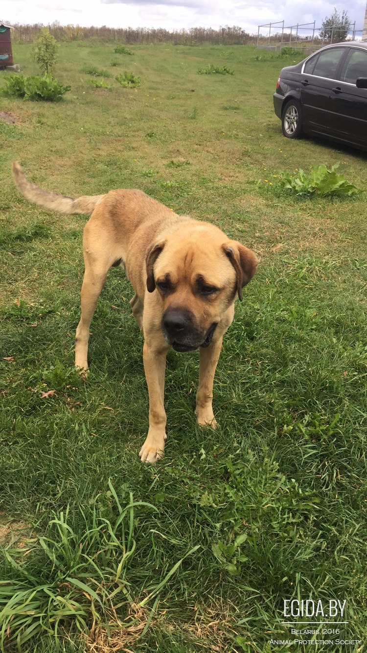 Found Dog in Edinburgh, Scotland — listing photo
