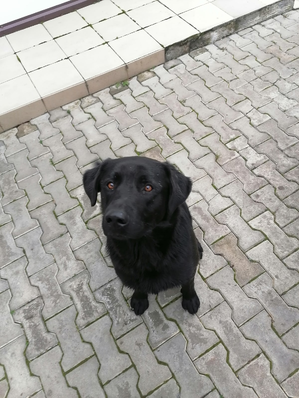 Lost Dog in Nottingham, England — Have you seen this dog?