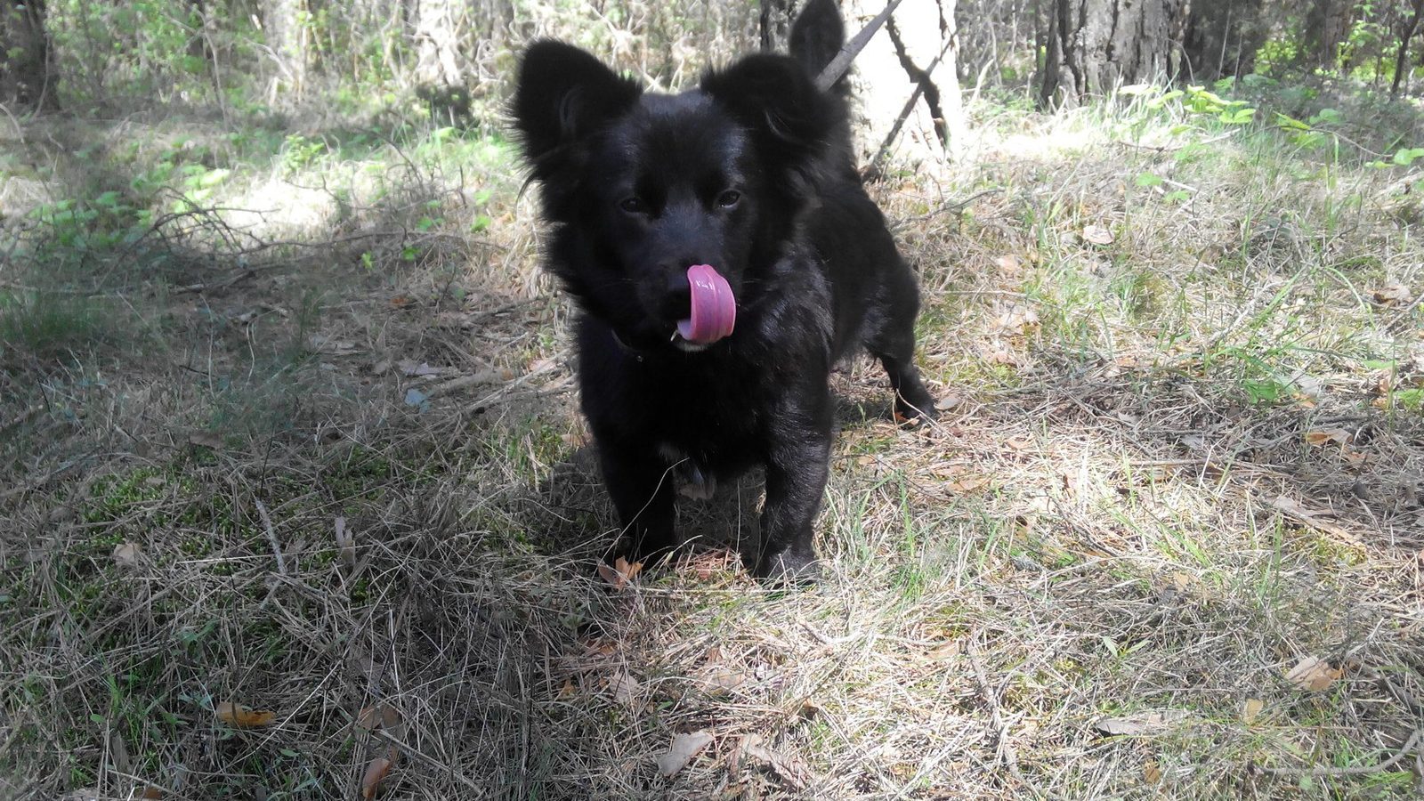 Lost Dog in Leeds, England — listing photo