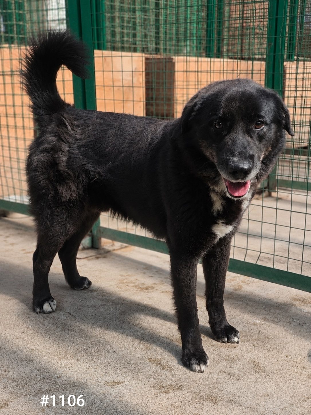 Found Dog in Norwich, England — Stray dog found safe