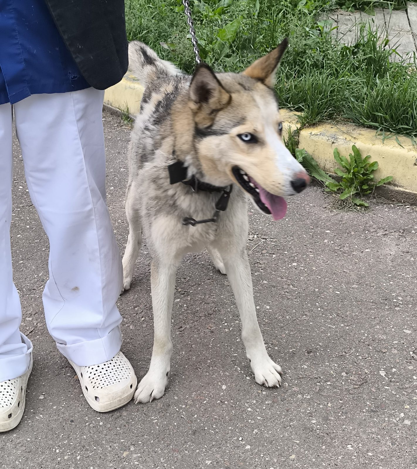 Found Dog in Norwich, England — Stray dog found safe