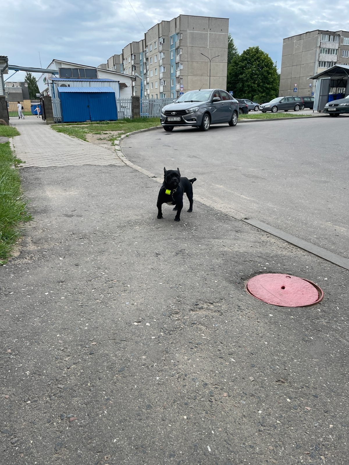 Found Dog in Norwich, England — Dog found nearby