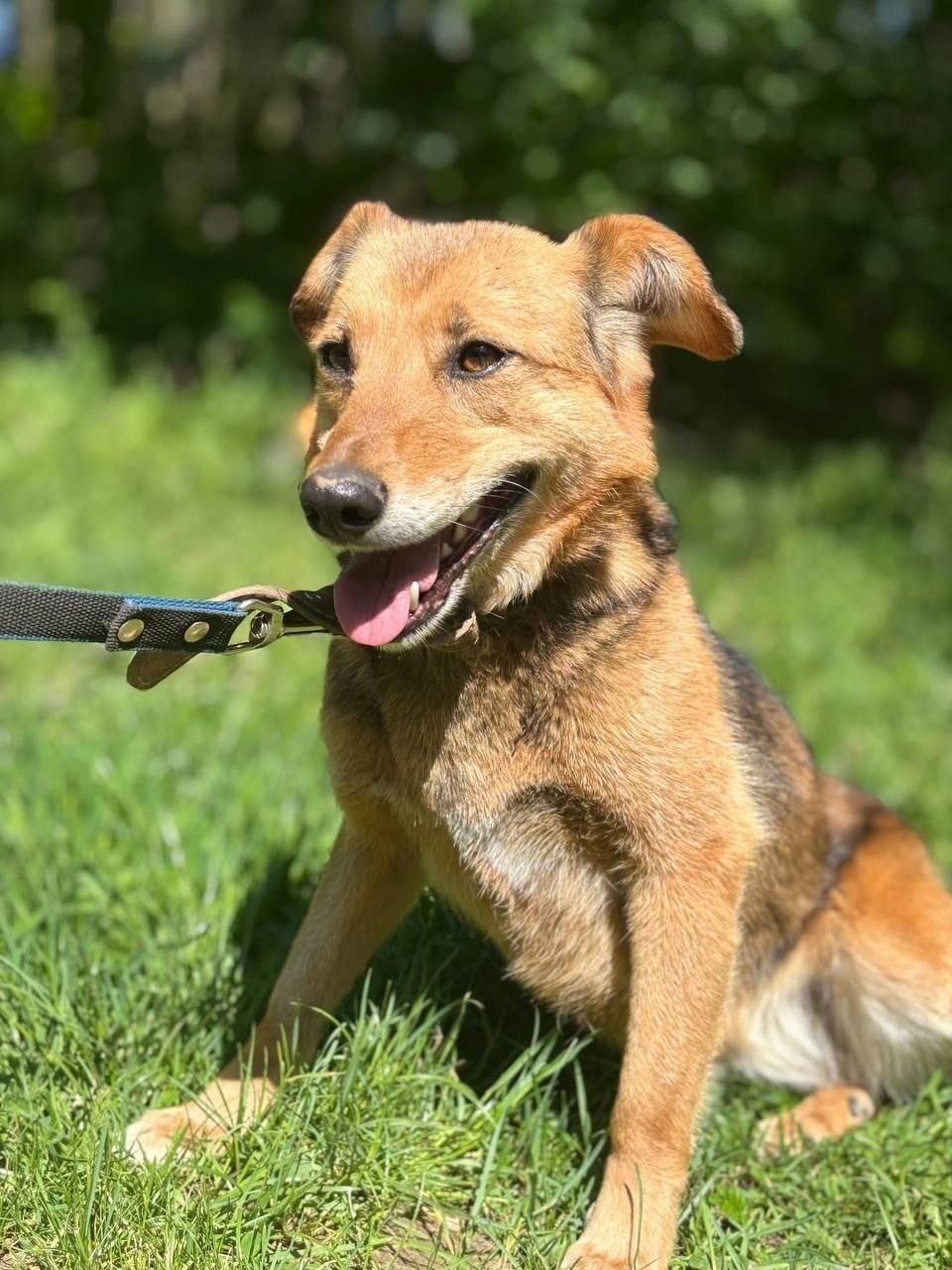 Found Dog in Stoke-on-Trent, England — Dog found nearby
