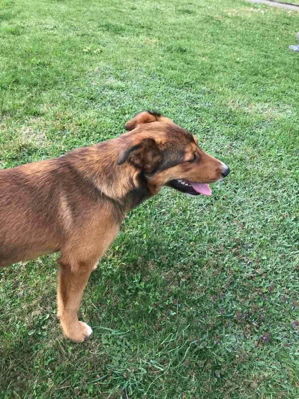 Lost Dog in Oxford, England — listing photo